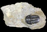 Detailed Gerastos Trilobite Fossil - Morocco #134092-5